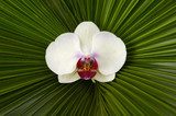Macro of white orchid on palm leaf background 
