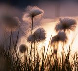 Magisches Lichtspiel der Naturpioniere