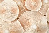 Makro-Strukturen essbarer Champignons