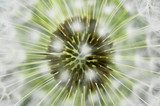 Makroaufnahme einer zarten Pusteblume