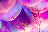 Makroaufnahme zarter Pusteblumenblüten in Rosa