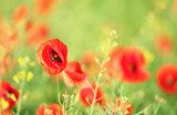 Meadow with beautiful bright red poppy flowers in spring 
