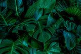 Monstera green leaves or Monstera Deliciosa in dark tones(Monstera, palm, rubber plant, pine, bird’s nest fern), background or green leafy tropical pine forest patterns for creative design elements.