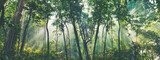 Morgendämmerung im stillen Wald
