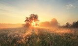 Morgenlicht über nebelverhülltem Feld