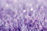 Morgentau in violettem Glanz