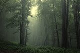 Mystische Waldlandschaft im Dämmerlicht