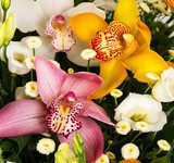 Natural colorful orchids 
