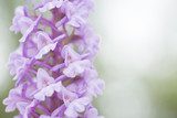 Natural fragrant orchid, Gymnadenia conopsea. Light flower on solid lihght green background