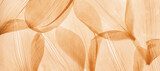 Nature abstract of flower petals, beige transparent leaves with natural texture as natural background, wide banner. Macro texture, neutral color photo with veins of leaf, botanical design.