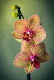 orchid flower 