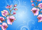 Orchid on a blue background 