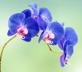 orchidÃ©e bleue 