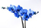 OrchidÃ©e Bleue