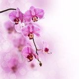 OrchidÃ©e rose, fond pastel 