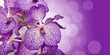 OrchidÃ©e Vanda, bokeh violet 