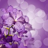OrchidÃ©e Vanda, carrÃ© fond violet 