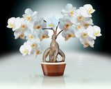 Orchideen auf Ginsengwurzel, Montage 