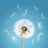 Overblown dandelion with seeds flying away with the wind 