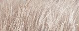 Pampas grass in autumn. Natural background. Dry beige reed. Pastel neutral colors and earth tones. Banner. Selective focus. Banner