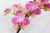Phalaenopsis flowers (orchids)1 