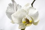 Phalaenopsis, Moth Orchid 
