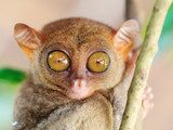 Phillipine tarsier 