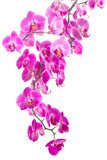 pink flowers orchid 