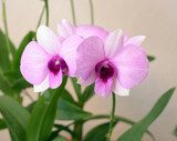 pink orchid 
