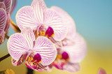 Pink Orchid, Phalaenopsis 