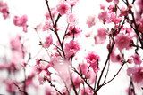 Pink plum blossom 