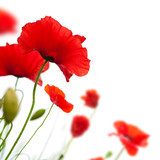 poppies isolated on white background- border angle of page