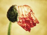 poppy  flower (172) (papaver) 