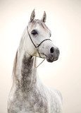 portrait of gray beautiful arabian stallion at art background 