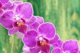 przepiÄkne orchidee na drewnianym tle  