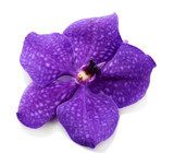 Purple orchid flower, isolated on white 
