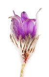 Purple pasque flowers, isolated on white 