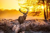 Red deer in morning sun 