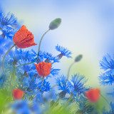 Red poppies field and blue cornflowers, floral background 