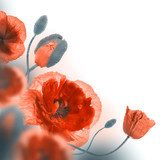 Red poppies field and blue cornflowers, floral background 