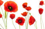 red poppies over white background - floral design element