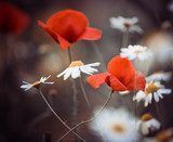 red poppy flowers and wild daisies 