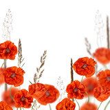 red poppy flowers in cereal grass isolated on white 