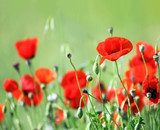 red poppy flowers in field 