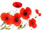 red poppy flowers isolated on white background