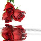 Red roses  Reflection in water. Template for congratulations. 