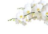 Sanfte Eleganz floraler Natur