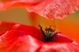 Sanfte Nahaufnahme einer roten Mohnblüte