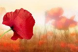 Sanfter Blick auf leuchtende Mohnblumen