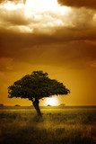 Savannenstimmung im Abendlicht